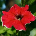 Red flowers with white border  screen for extension Chrome web store in OffiDocs Chromium