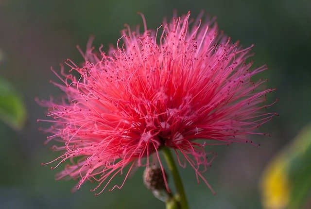 Descarga gratis la imagen gratuita de la flor roja de Huntington para editar con el editor de imágenes en línea gratuito GIMP