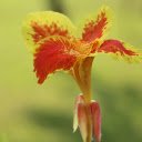 Red flower with yellow spots  screen for extension Chrome web store in OffiDocs Chromium