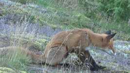 Gratis download Red Fox Forest Animal Fur - gratis video om te bewerken met OpenShot online video-editor