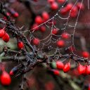 Red fruit and spider web  screen for extension Chrome web store in OffiDocs Chromium
