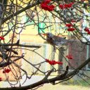 Red fruit tree and bird  screen for extension Chrome web store in OffiDocs Chromium