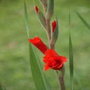 Red gladiolus wallpaper  screen for extension Chrome web store in OffiDocs Chromium