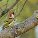 Red headed bird  screen for extension Chrome web store in OffiDocs Chromium