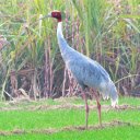 Red headed crane  screen for extension Chrome web store in OffiDocs Chromium