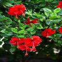 red hibiscus flower wallpaper  screen for extension Chrome web store in OffiDocs Chromium