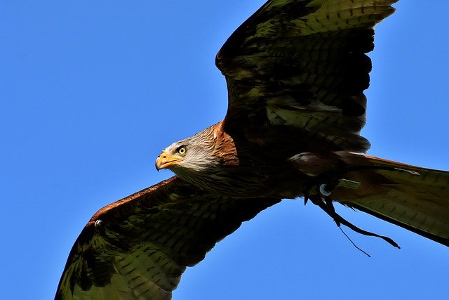 Darmowe pobieranie latawca rudego milvus milvus dzikiej przyrody darmowe zdjęcie do edycji za pomocą bezpłatnego internetowego edytora obrazów GIMP