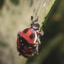 Red Ladybug  screen for extension Chrome web store in OffiDocs Chromium