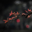 red leaf tree  screen for extension Chrome web store in OffiDocs Chromium