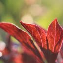 Red leaf tree  screen for extension Chrome web store in OffiDocs Chromium