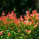 Red leaf tree top  screen for extension Chrome web store in OffiDocs Chromium