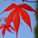 Free download Red Leaves -  free photo or picture to be edited with GIMP online image editor