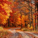 red leaves in autumn forest  screen for extension Chrome web store in OffiDocs Chromium