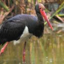 Red legged bird with red bill  screen for extension Chrome web store in OffiDocs Chromium