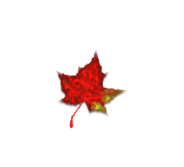 Free download Red Maple Leaf - Free vector graphic on Pixabay free illustration to be edited with GIMP free online image editor