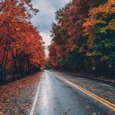 Red maple leaf road  screen for extension Chrome web store in OffiDocs Chromium