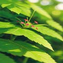 Red maple leaf wallpaper  screen for extension Chrome web store in OffiDocs Chromium