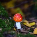 Red mushroom  screen for extension Chrome web store in OffiDocs Chromium