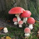 Red mushroom wallpaper  screen for extension Chrome web store in OffiDocs Chromium