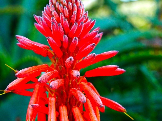 Download grátis Red Nature Blossom - foto ou imagem gratuita para ser editada com o editor de imagens online GIMP