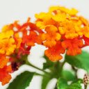 Red Orange Flower Branch  screen for extension Chrome web store in OffiDocs Chromium