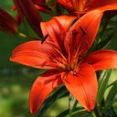 Red orange lilies  screen for extension Chrome web store in OffiDocs Chromium