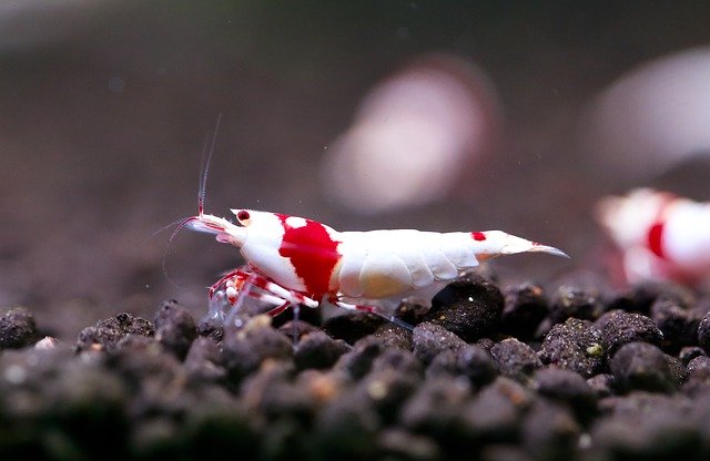 Безкоштовно завантажте Red Ornamental Shrimp Crs Water – безкоштовну фотографію чи зображення для редагування за допомогою онлайн-редактора зображень GIMP