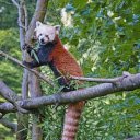 Red panda eats leaves  screen for extension Chrome web store in OffiDocs Chromium