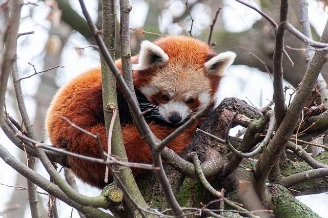 Ücretsiz indir red panda küçük panda ayı hayvan ücretsiz resim GIMP ücretsiz çevrimiçi resim düzenleyici ile düzenlenebilir