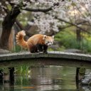 Red Panda on the Bridge  screen for extension Chrome web store in OffiDocs Chromium