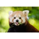 Red pandas  screen for extension Chrome web store in OffiDocs Chromium