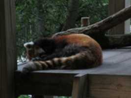 Free download Red Panda Sleeping at the Roger Williams Zoo free photo or picture to be edited with GIMP online image editor