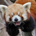 Skrin TV RED PANDA untuk sambungan kedai web Chrome dalam OffiDocs Chromium