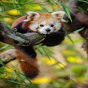 Red panda wallpaper  screen for extension Chrome web store in OffiDocs Chromium