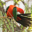 Red parrot  screen for extension Chrome web store in OffiDocs Chromium