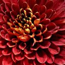 Red petals  screen for extension Chrome web store in OffiDocs Chromium