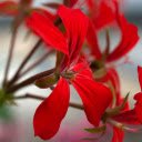 Red Petals  screen for extension Chrome web store in OffiDocs Chromium