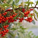 Red plum tree  screen for extension Chrome web store in OffiDocs Chromium