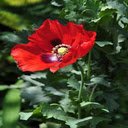 Red Poppy Wallpaper  screen for extension Chrome web store in OffiDocs Chromium