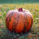 Red pumpkin with green stripes  screen for extension Chrome web store in OffiDocs Chromium