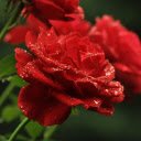 Red rose  screen for extension Chrome web store in OffiDocs Chromium