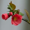 Red rose branch  screen for extension Chrome web store in OffiDocs Chromium