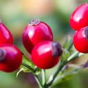 Red rose fruit  screen for extension Chrome web store in OffiDocs Chromium