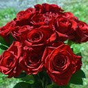 Red roses  screen for extension Chrome web store in OffiDocs Chromium