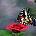 red roses and butterflies wallpaper  screen for extension Chrome web store in OffiDocs Chromium