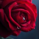 Red roses and water drops  screen for extension Chrome web store in OffiDocs Chromium