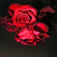 Free download Red Roses Dying free photo or picture to be edited with GIMP online image editor