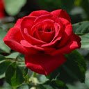 Red rose wallpaper  screen for extension Chrome web store in OffiDocs Chromium