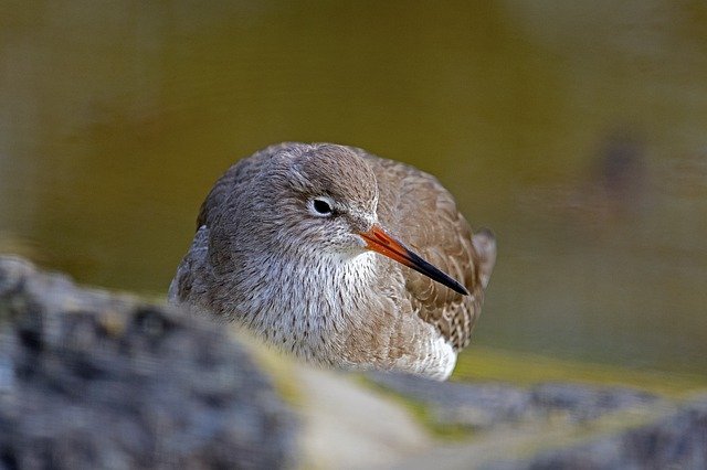 Descargue gratis la imagen gratuita de redshank vis a vis microdrile wader para editar con el editor de imágenes en línea gratuito GIMP