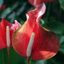 Red single petal flower  screen for extension Chrome web store in OffiDocs Chromium